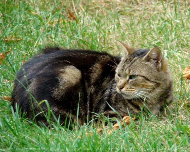 Photo de Chat domestique