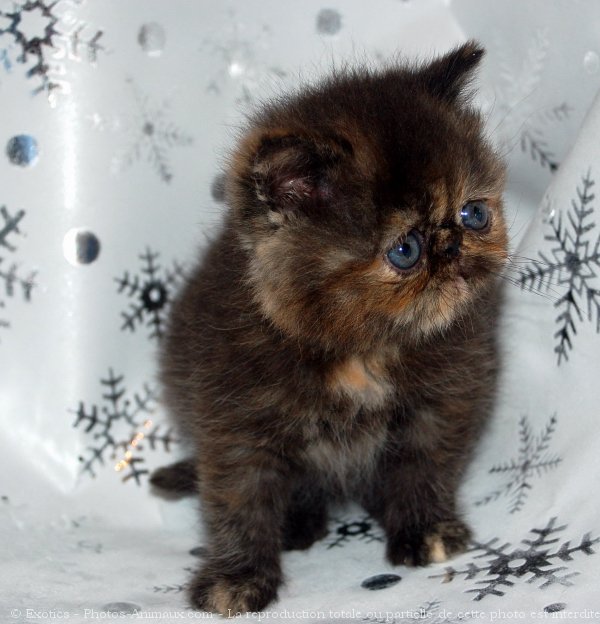 Photo d'Exotic shorthair