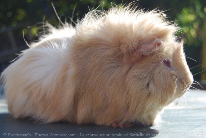 Photo de Cochon d'inde - abyssin / rosette