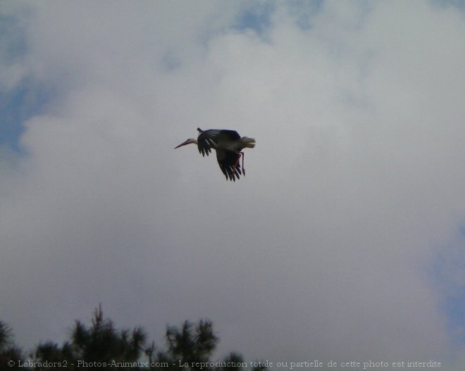 Photo de Cigogne