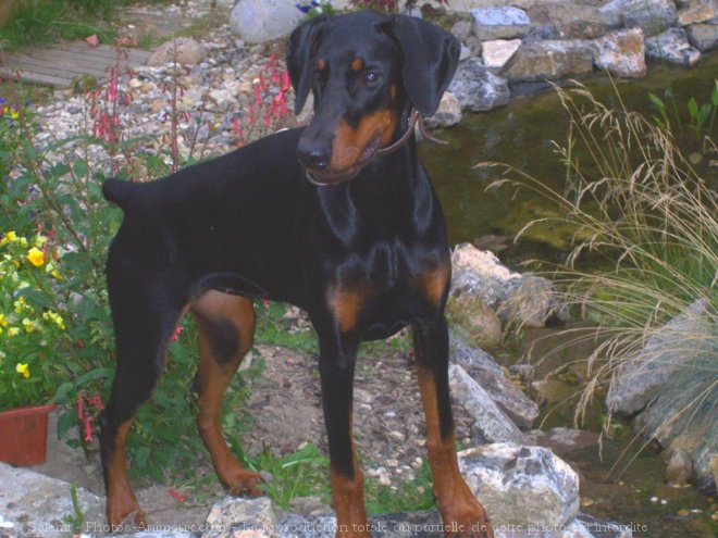 Photo de Dobermann