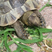 Photo de Tortue