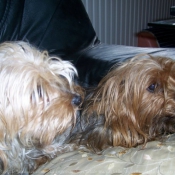 Photo de Yorkshire terrier