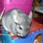 Photo de Chinchilla