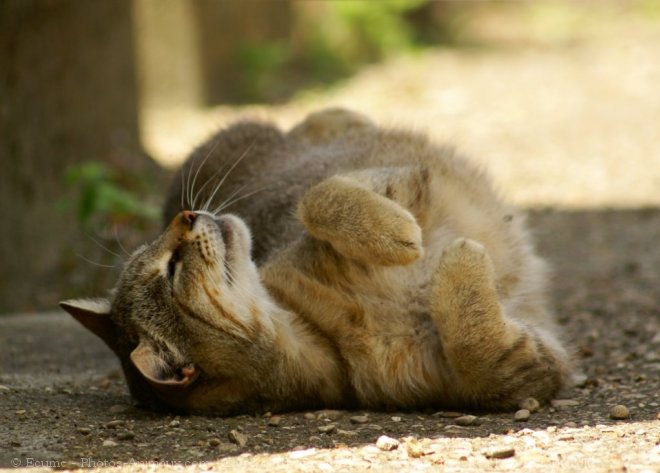 Photo de Chat domestique