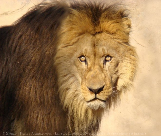 Photo de Lion