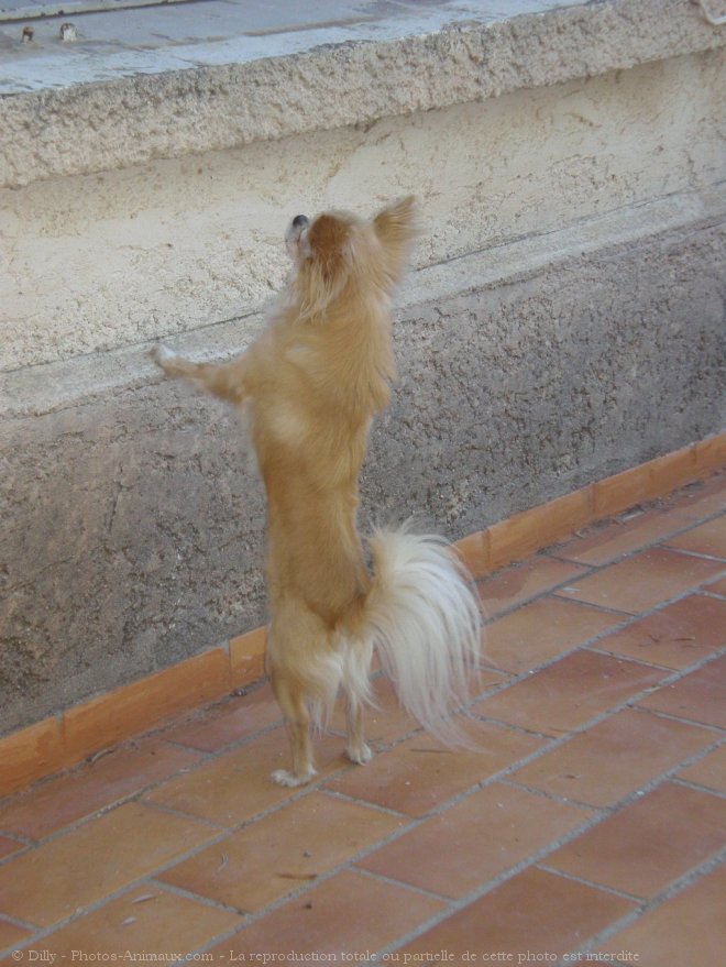 Photo de Chihuahua  poil long