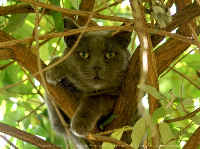 Photo de Chat domestique