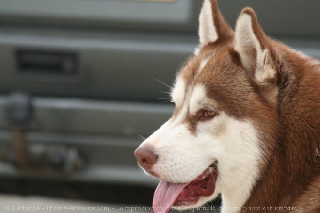 Photo de Husky siberien