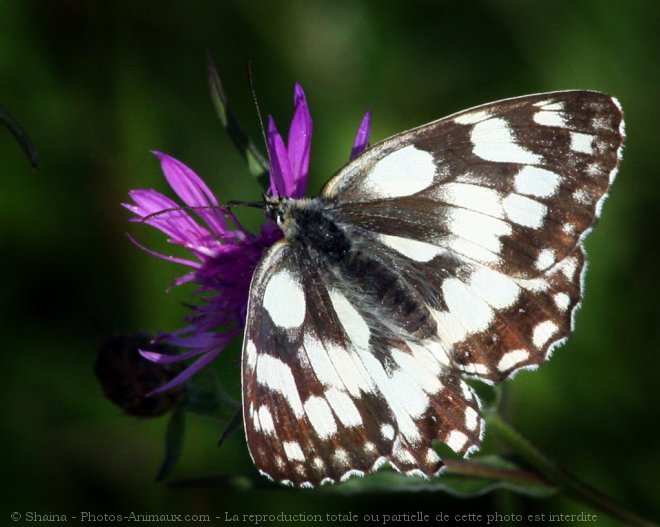 Photo de Papillon - demi deuil