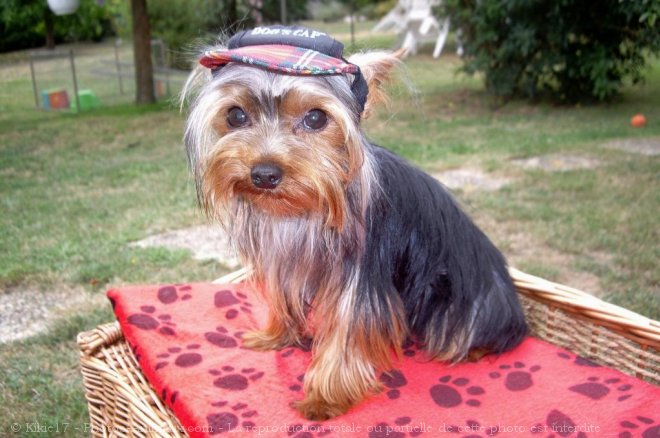 Photo de Yorkshire terrier