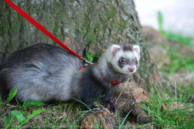 Photo de Furet