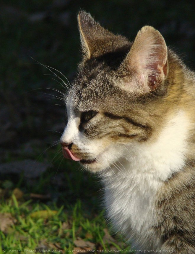 Photo de Chat domestique