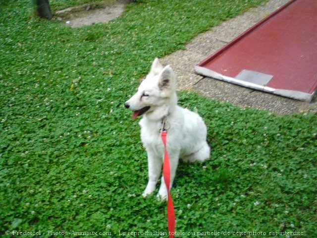 Photo de Berger blanc suisse