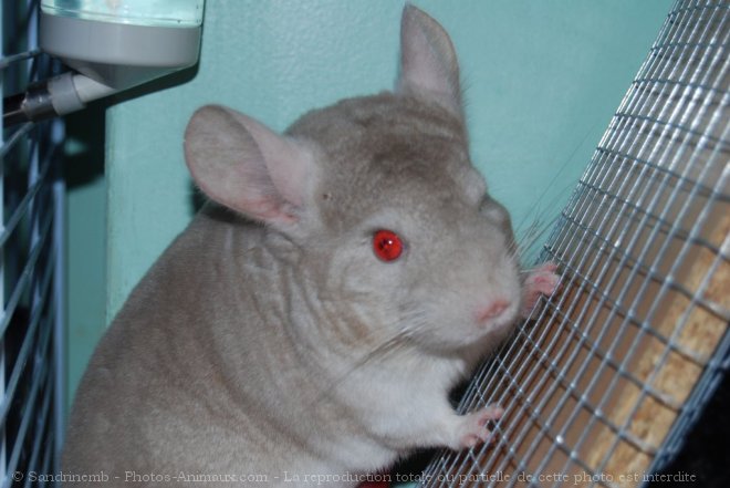 Photo de Chinchilla