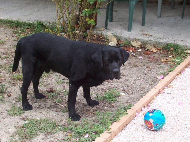 Photo de Labrador retriever