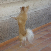 Photo de Chihuahua  poil long