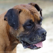 Photo de Boxer