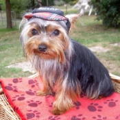 Photo de Yorkshire terrier