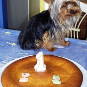 Photo de Yorkshire terrier