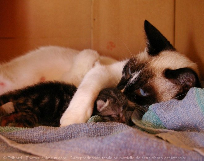 Photo de Chat domestique