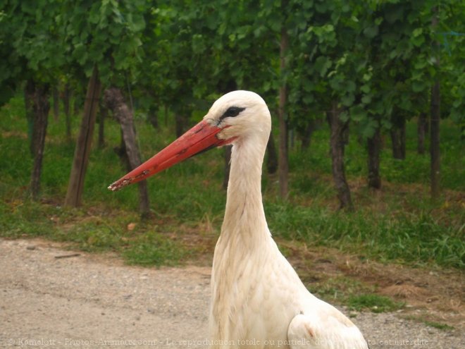 Photo de Cigogne