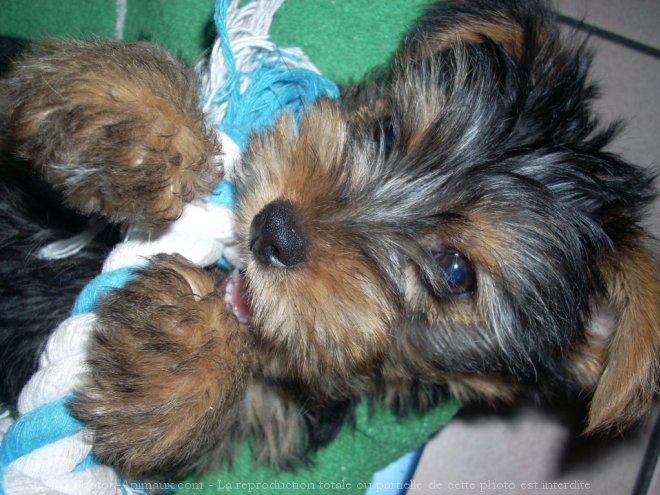 Photo de Yorkshire terrier