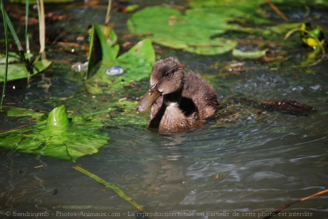 Photo de Canard