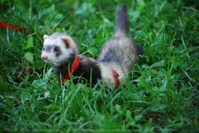 Photo de Furet