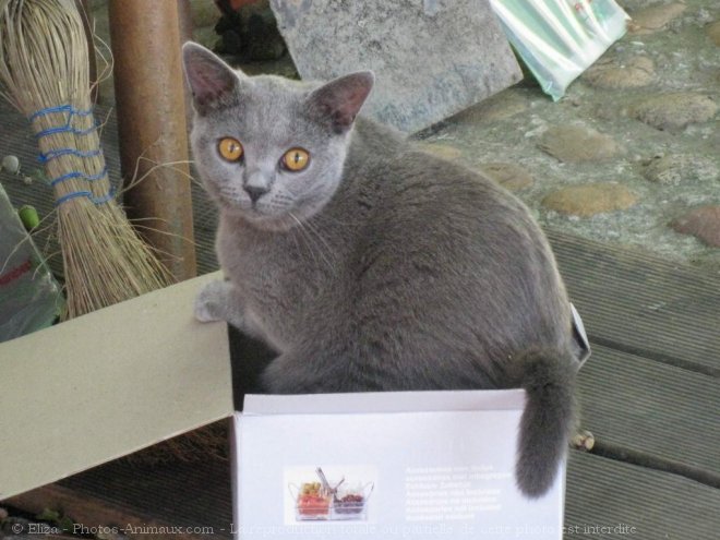 Photo de Chartreux