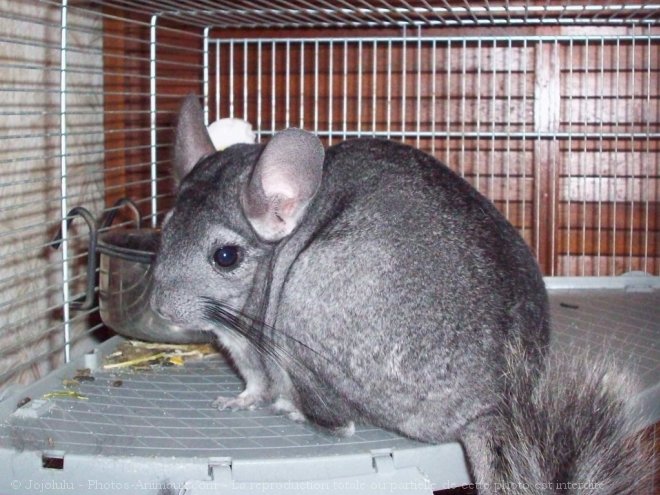 Photo de Chinchilla