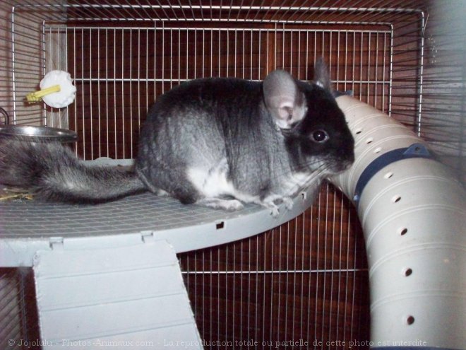 Photo de Chinchilla