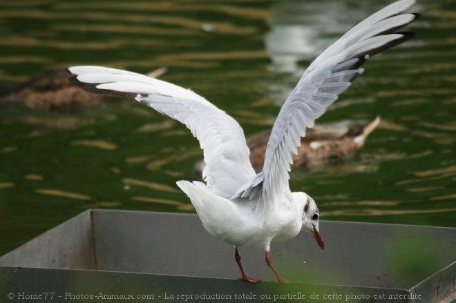 Photo de Mouette