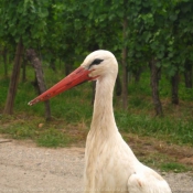 Photo de Cigogne