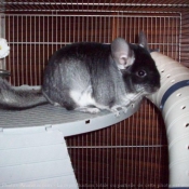 Photo de Chinchilla