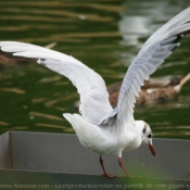 Photo de Mouette