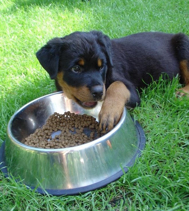 Photo de Rottweiler