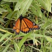 Photo de Papillon