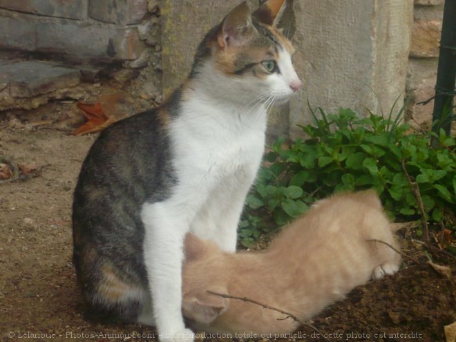 Photo de Chat domestique