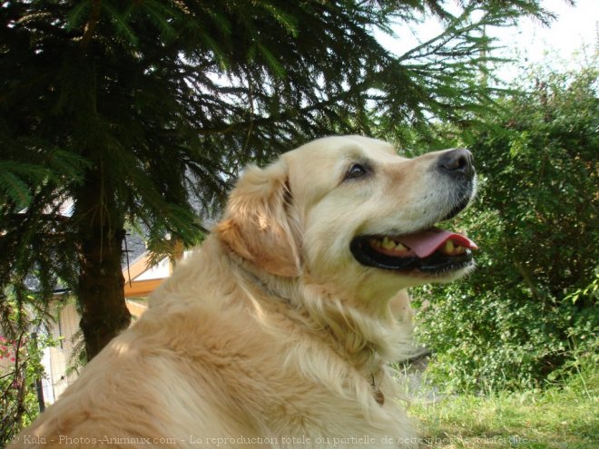 Photo de Golden retriever