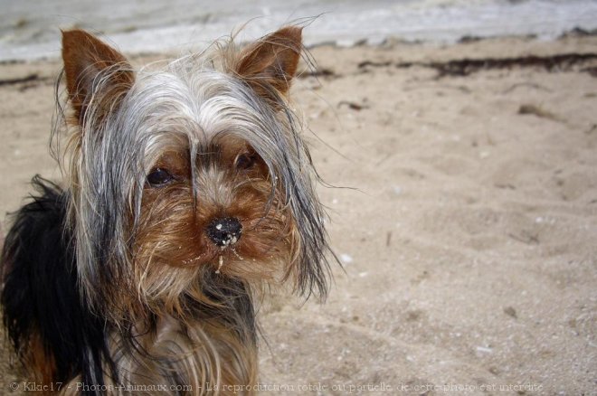 Photo de Yorkshire terrier