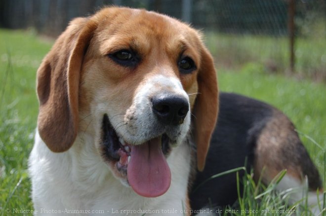 Photo de Beagle