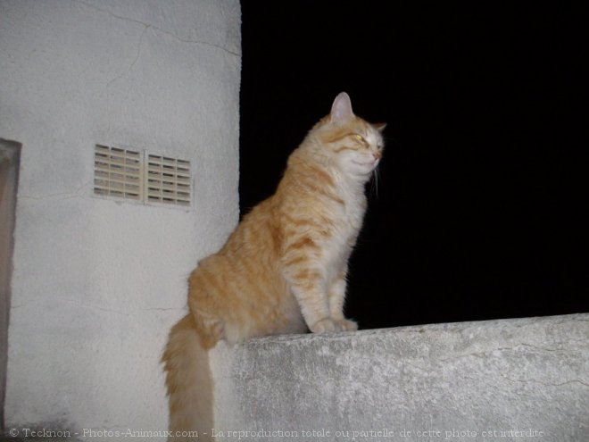 Photo de Chat domestique