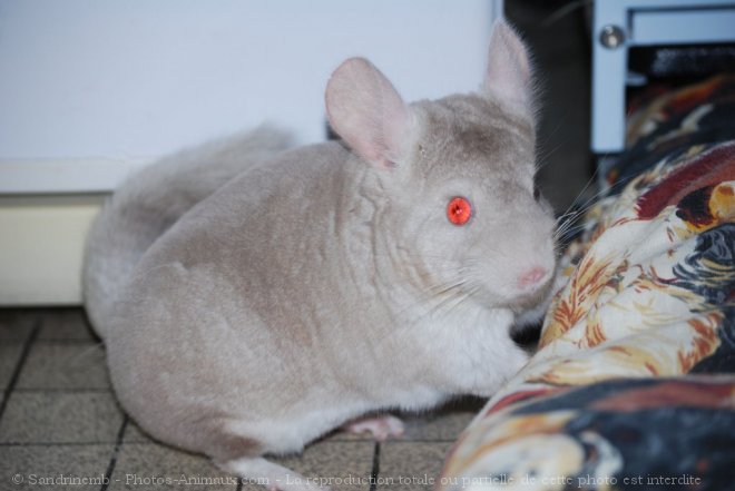 Photo de Chinchilla