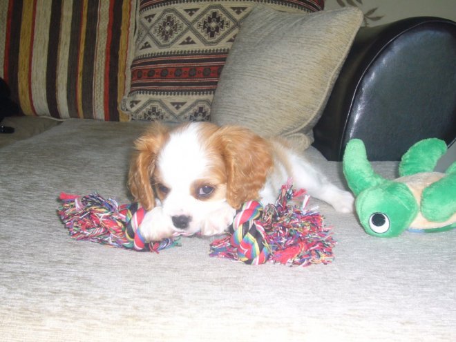 Photo de Cavalier king charles spaniel