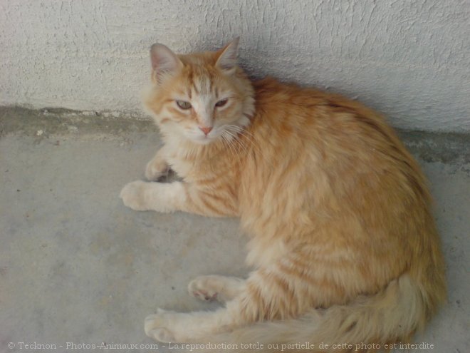 Photo de Chat domestique