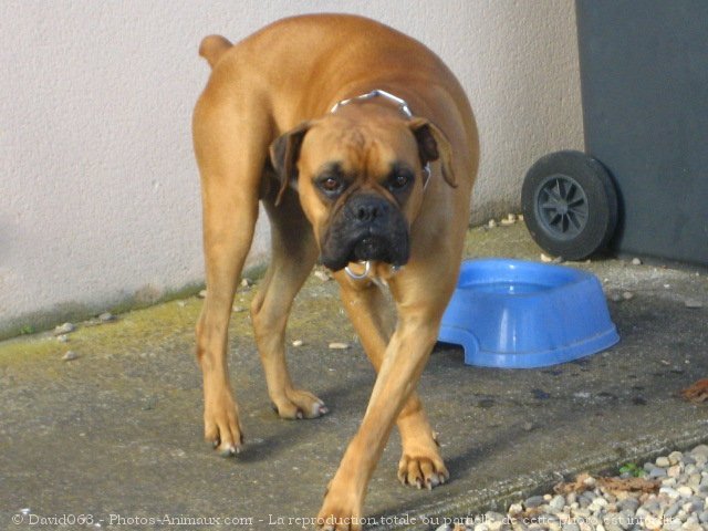 Photo de Boxer