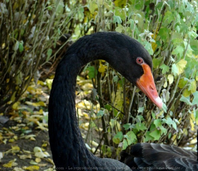 Photo de Cygne