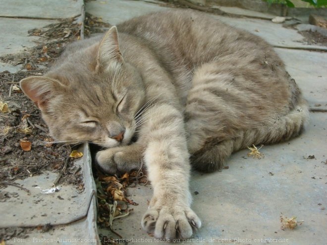 Photo de Chat domestique