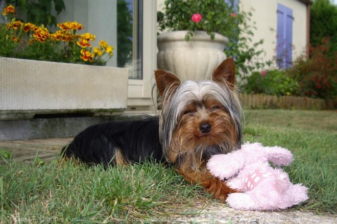 Photo de Yorkshire terrier